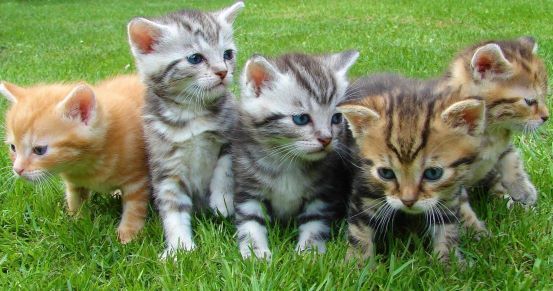 Picture of cute kittens