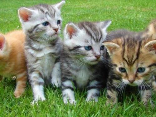 Picture of cute kittens