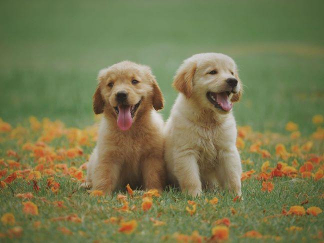 cute puppies in a field